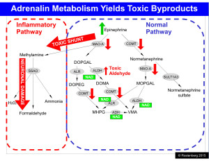 Rostenberg-Catecholamine-Pathway-300×232 (1)